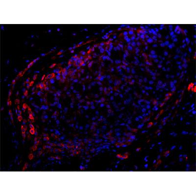CD11b Antibody (NB110-89474) | Novus Biologicals
