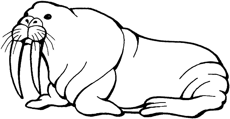 walrus.jpg
