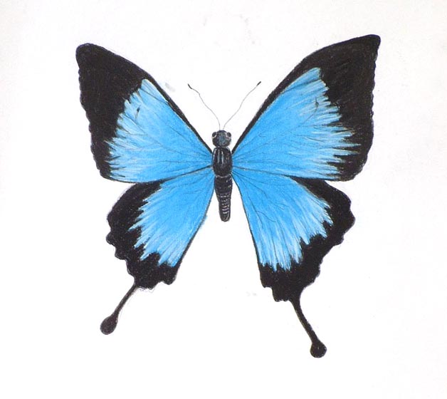 Pastel chalk drawing of a blue mountain swallowtail butterfly ...