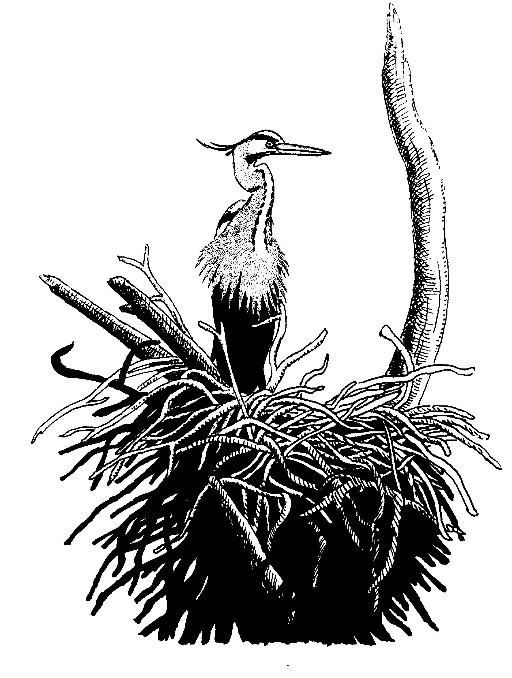Audubon Chapter Resources