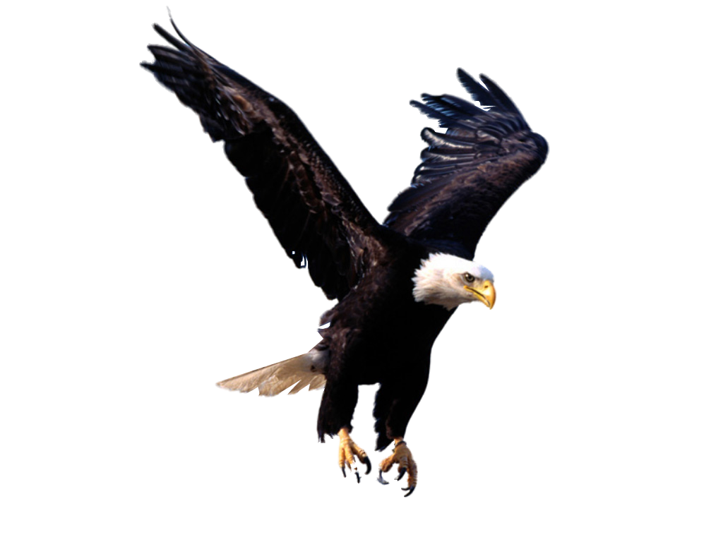 Eagle PNG image, free picture download