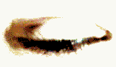 20.gif