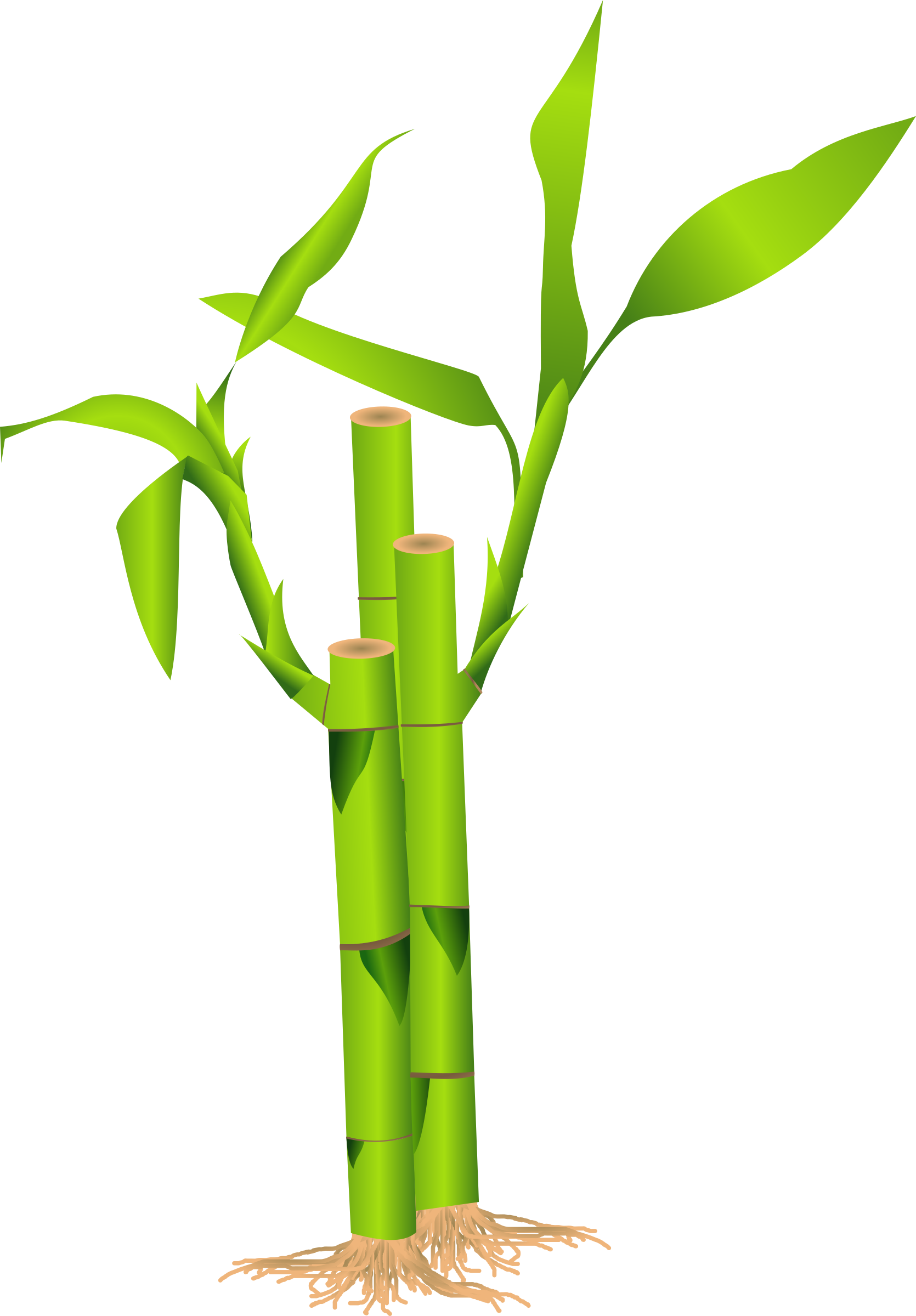 bamboo clipart