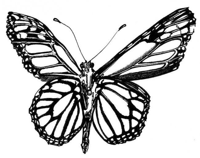 Black And White Drawings Of Butterflies