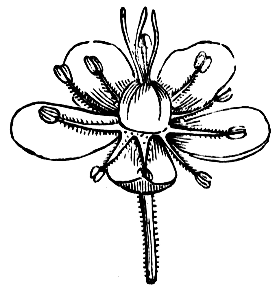 Flowers Clipart Etc
