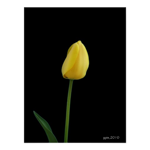 single yellow tulip flower poster from Zazzle.