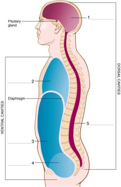 Anatomy and Physiology Exam 1 at Indiana University-Bloomington ...
