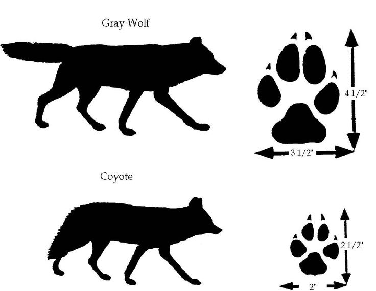 1000+ images about wolf unit study
