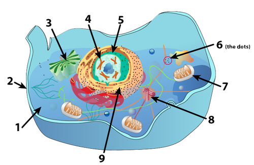Animal Cells: Parts and Functions – sciencemusicvideos
