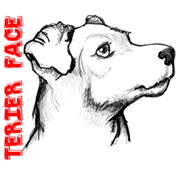 How to Draw a Terrier&#39;s Face / Dog&#39;s Face with Easy Steps - How to ...