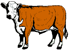 Beef Cattle Clipart