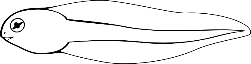 Cartoon Of A Tadpole Clip Art, Vector Images & Illustrations