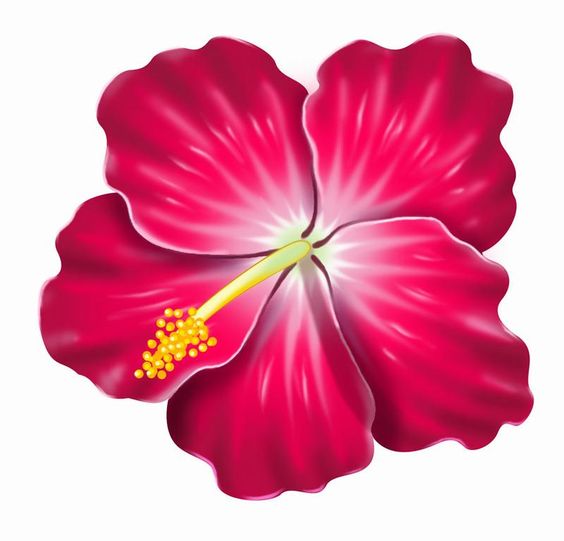 Yellow hibiscus clipart
