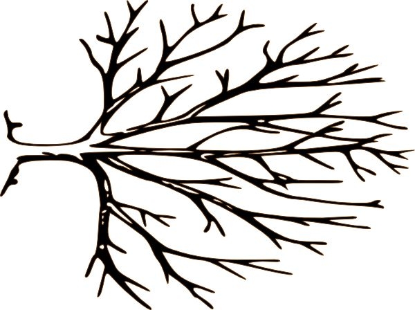 Bare Tree Branch Clipart