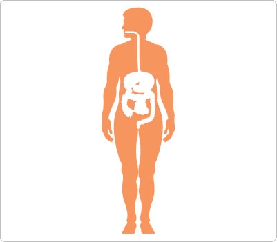 Silhouette Of The Human Body Clipart