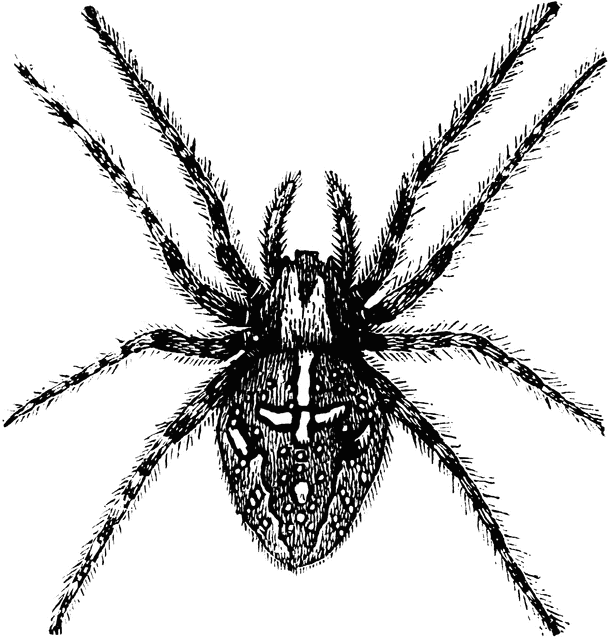 Spider | ClipArt ETC