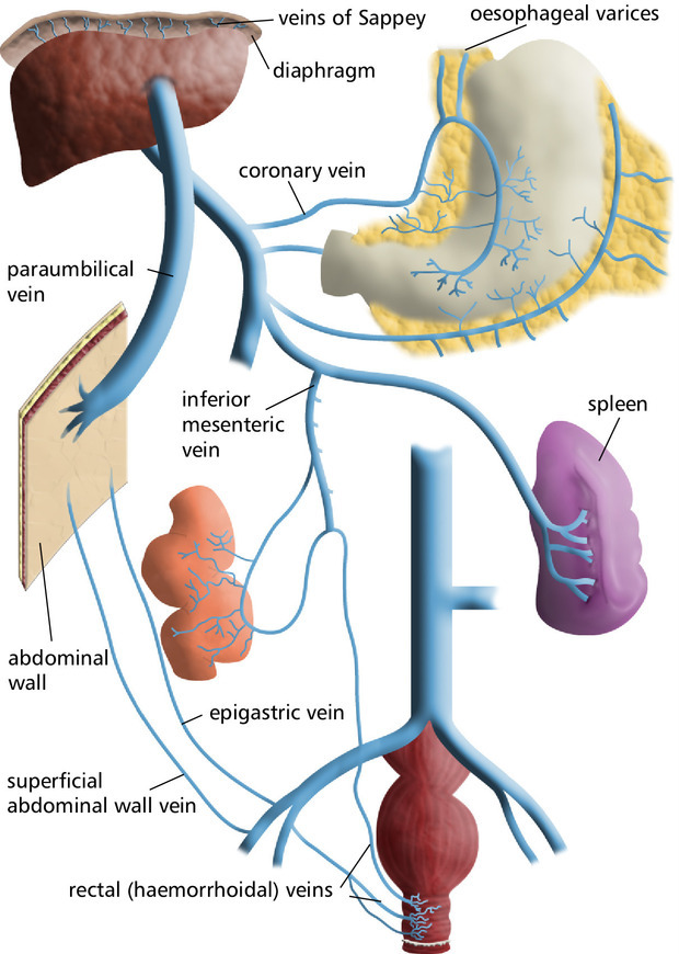 GMEP — Caval-systemic Anastomoses (