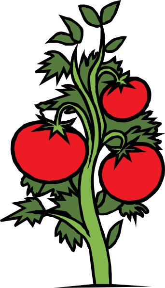 Tomato Plant clip art Free Vector