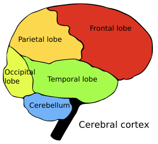 Brain Spring Learning