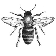 Bee Drawing | Bee Illustration, Bee Art and Shoe Art