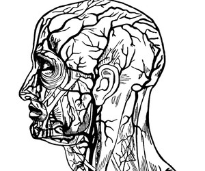 Understanding the Parts of the Phenomenal Human Brain - Biology.
