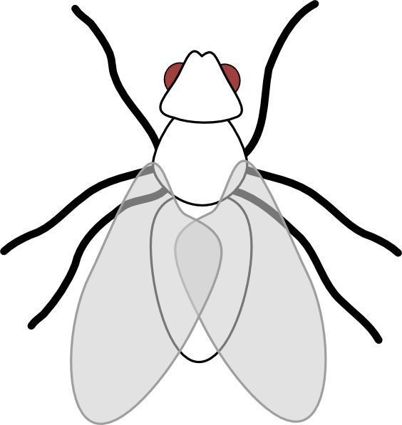 Fly clip art - vector clip art online, royalty free & public domain