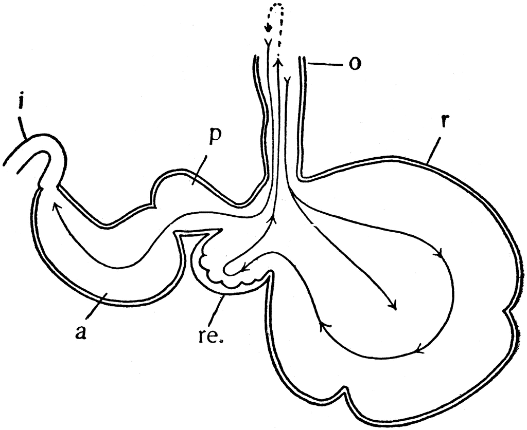 Ruminant Stomach | ClipArt ETC