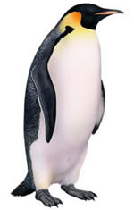 1000+ images about Penguins