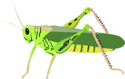 Grasshopper Cartoon Images