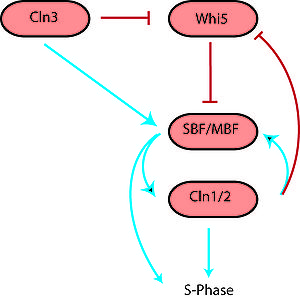 An Introduction to Molecular Biology/Cell Cycle - Wikibooks, open ...