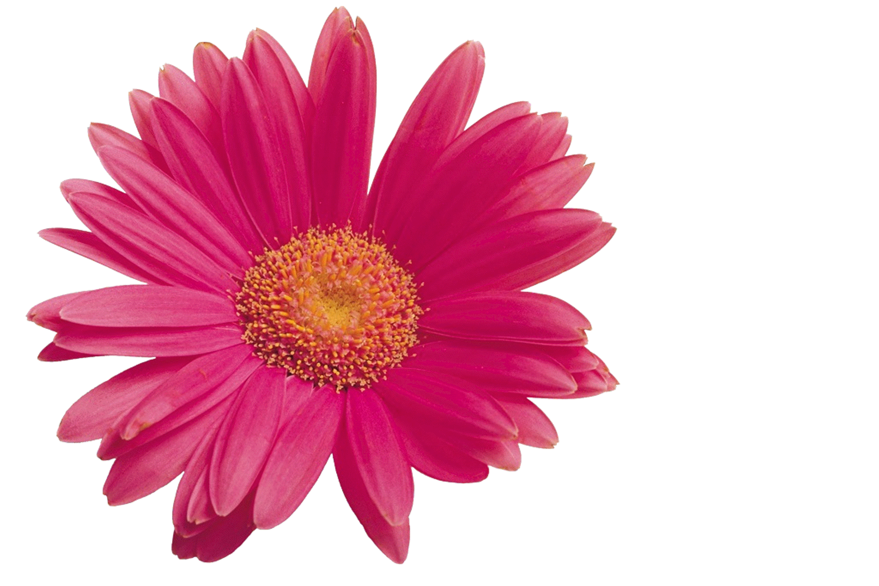 Rose Flower Animation Flash - ClipArt Best