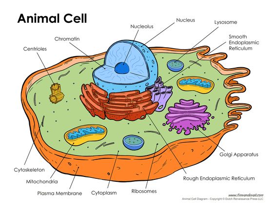 Animal cell and Animals