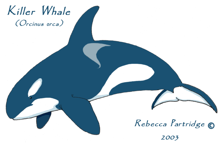 Orca Cartoon by SyKoticOrKa on DeviantArt