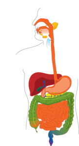 Digestive System Clip Art - vector clip art online ...