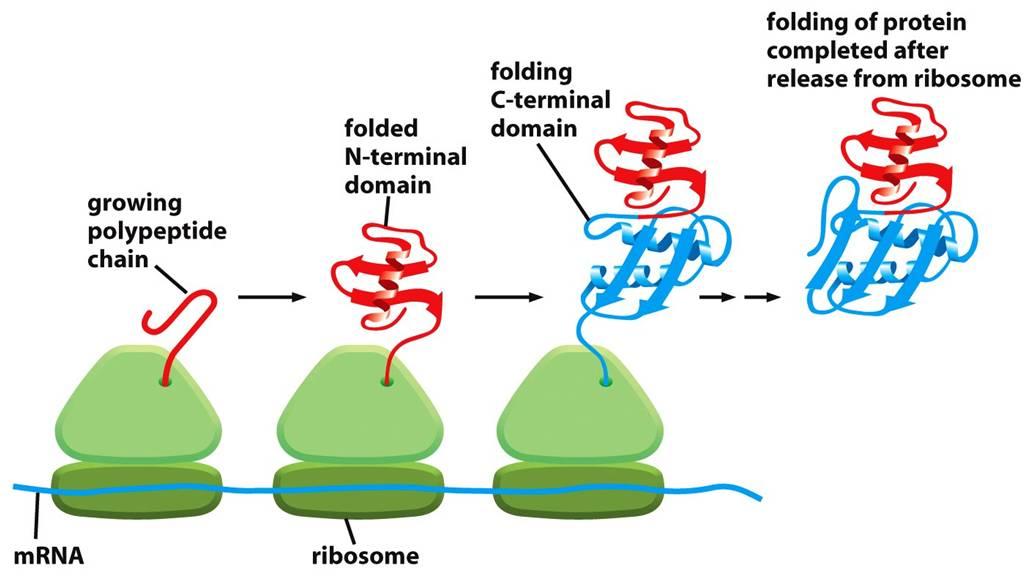 Chapter 6: From DNA to Protein - StudyBlue