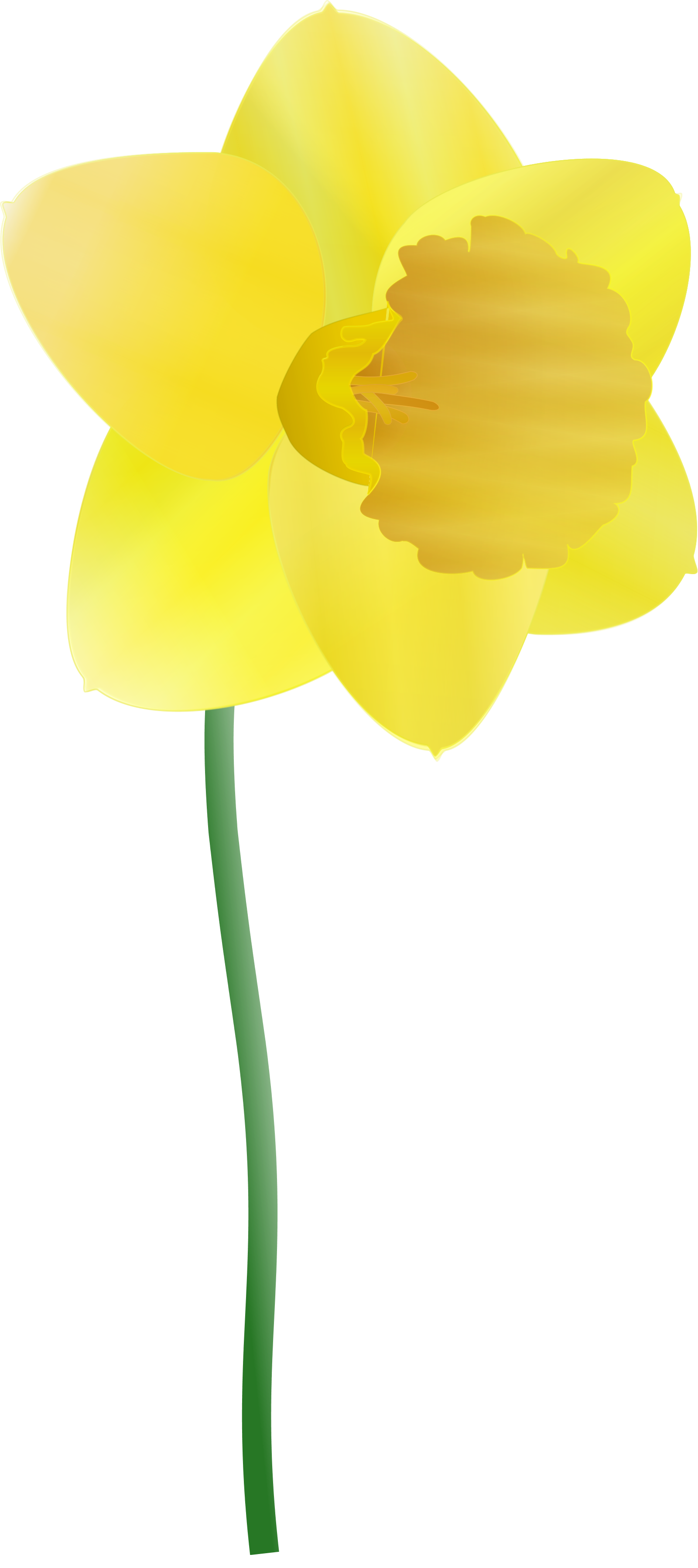 xochi anonymous daffodil SVG