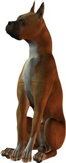 boxer+dog.png