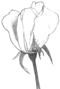 Drawings Of Roses In Pencil
