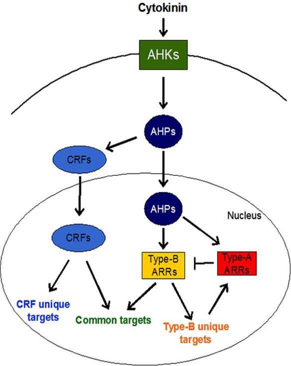 Plant Hormones-