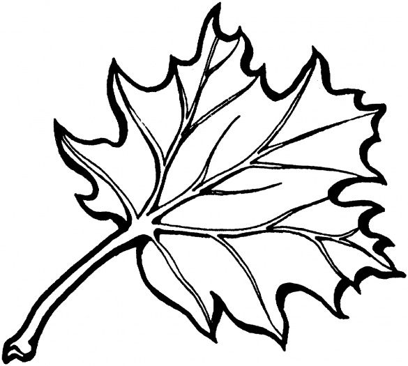 Eastern Black Oak Leaf coloring page | Super Coloring
