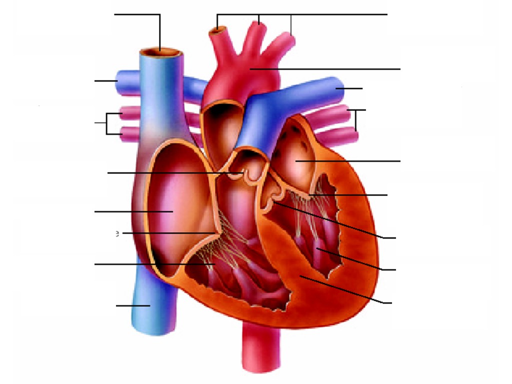 Heart Diagram To Label - ClipArt Best