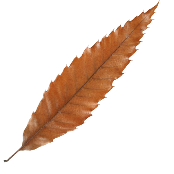 Fall Leaf #7 Clip Art