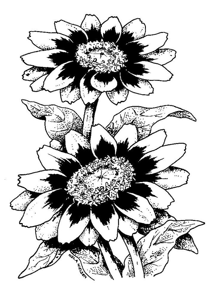 Superior Selections Line