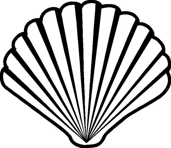 Seashell Drawings - ClipArt Best