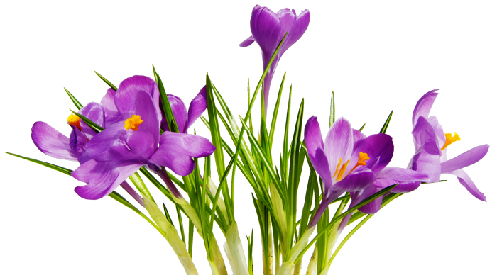 Flower Png - ClipArt Best