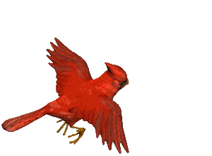 Animation Bundle: Animated Cardinals Chirping and Spreading Love ...