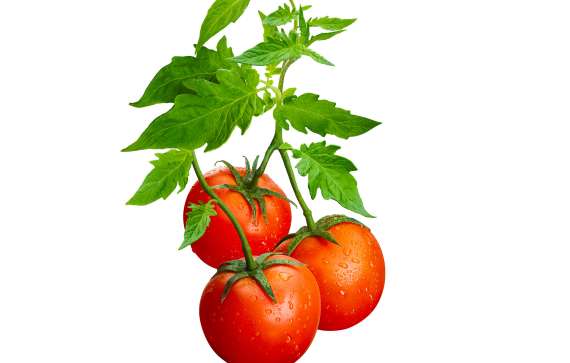 Tomato Plant Drawing - DecorBold