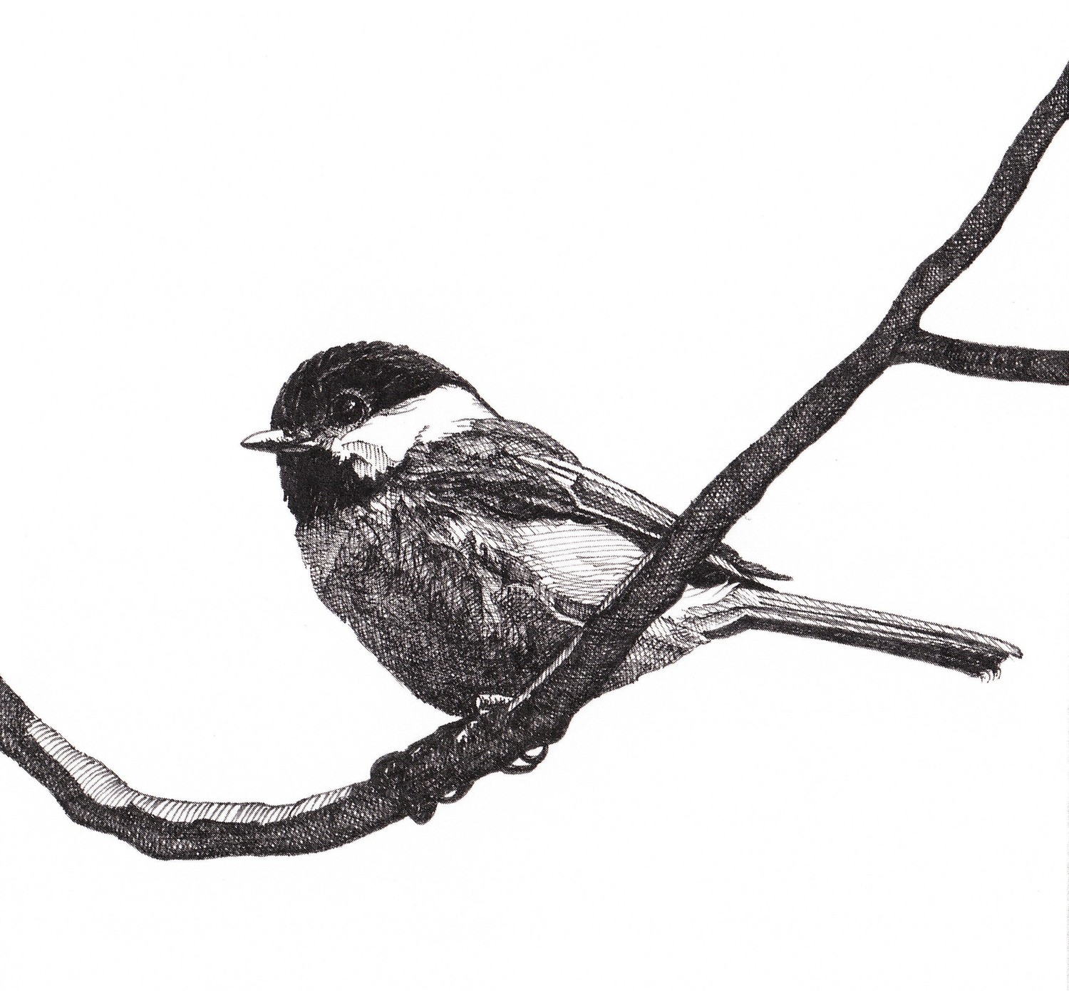 Chickadee drawing | Etsy