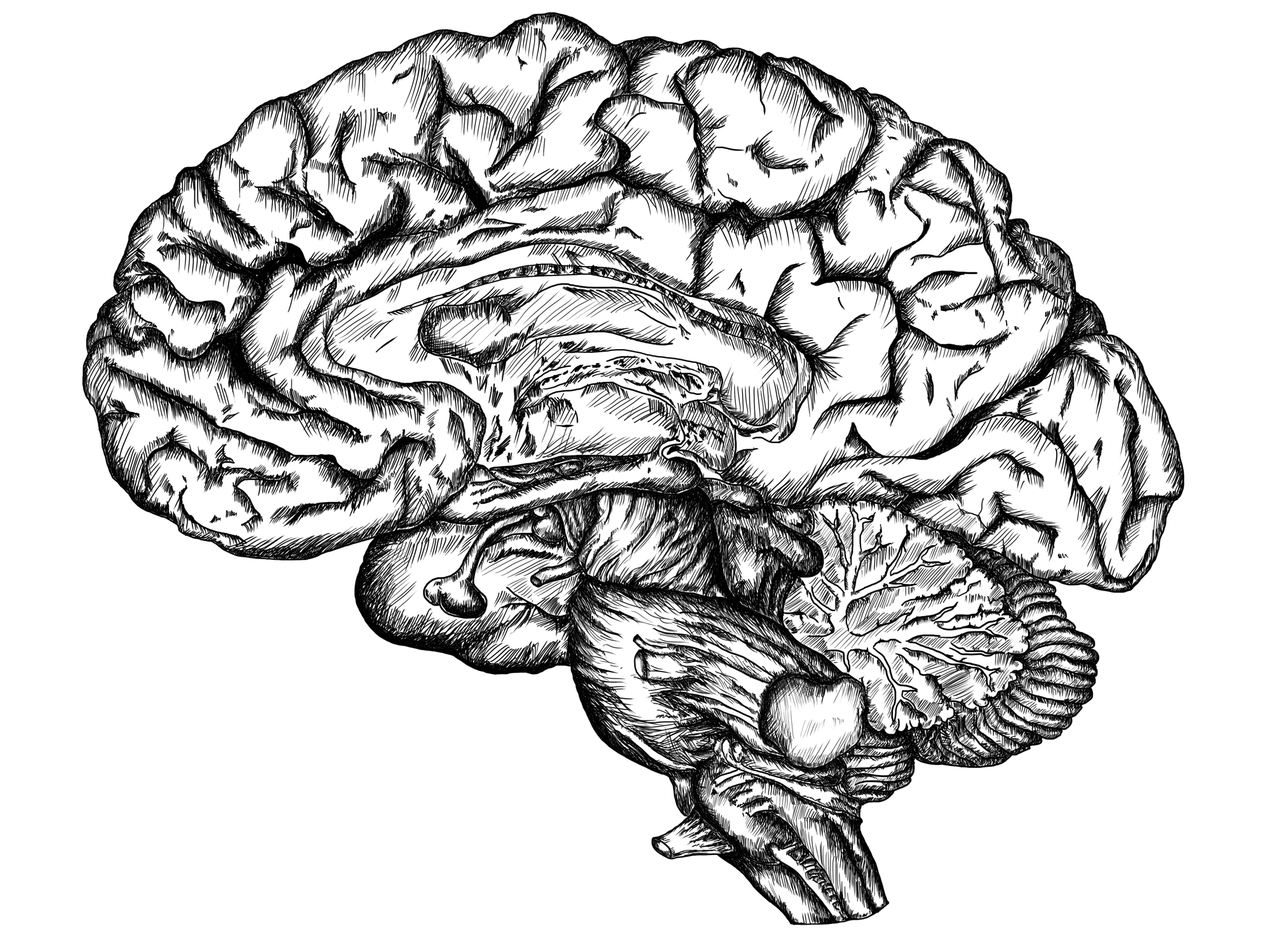 The Nervous System - MCAT Biological Sciences | Doctor Shadow
