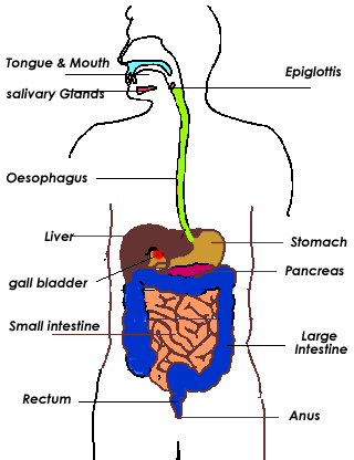 Respiratory System Diagram For Kids To Label